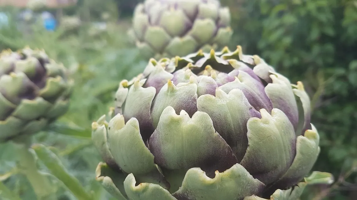 Seasonal Guide to Allotment Plot Preparation: What to Do Each Quarter
